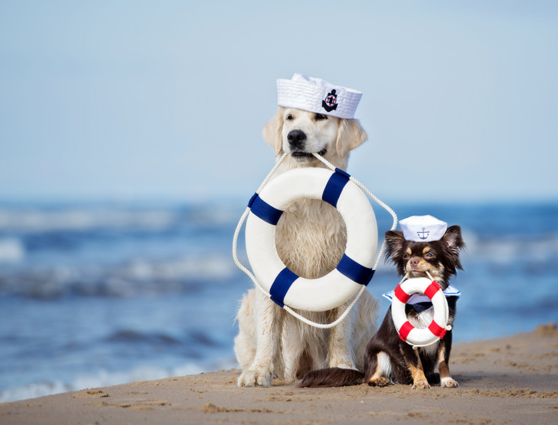 dogs in sailor costume