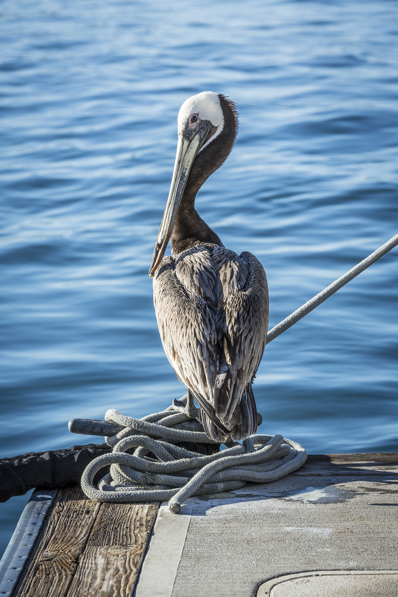 pelican on a dock by the sea