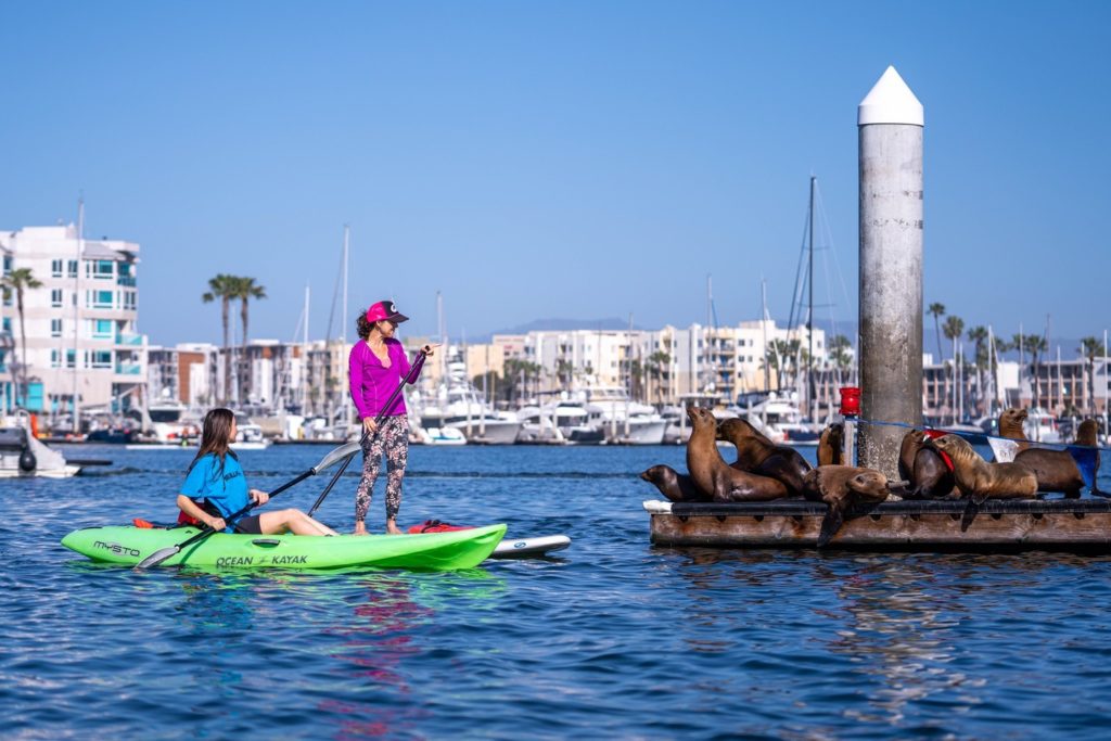 People on kayak and paddleboard in the sea near sea lions on a dock