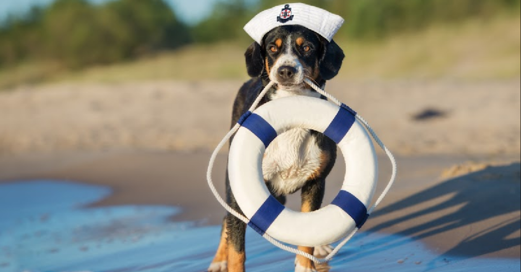 Dog with sailor hat and round rescue buoy on sand